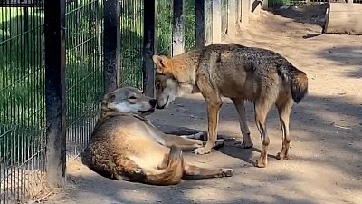В Челябинском зоопарке показали волчьи нежности