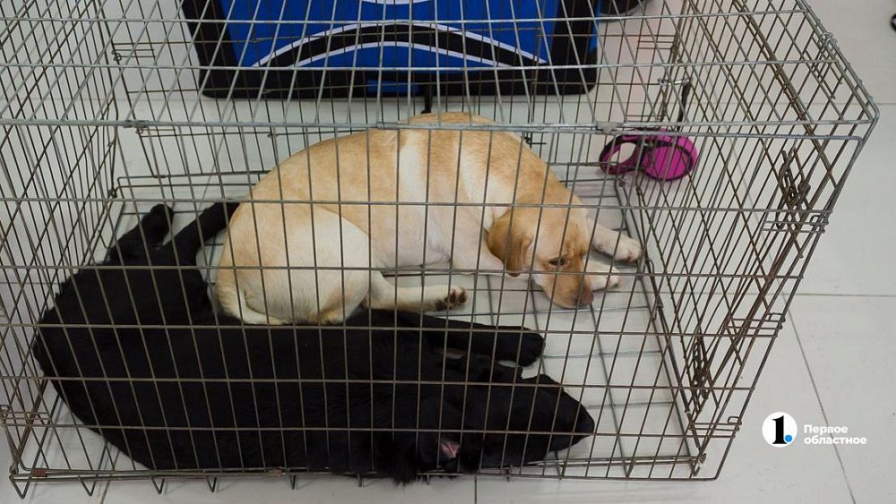 Два домашних щенка и кот погибли от бешенства в Челябинской области