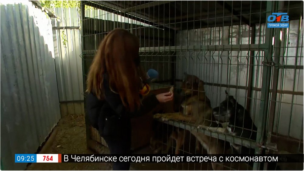 Всемирный день защиты животных в прямом включении