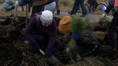 Сосновая аллея появилась в посёлке Тургояк