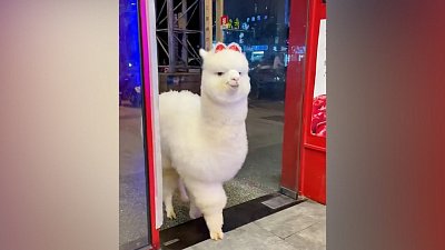 Мех и смех: здоровающиеся кошки, милый покупатель и райское наслаждение