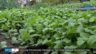 Самые главные осенние помощники дачников в рубрике «Руки садовода»