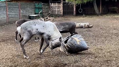 В Челябинском зоопарке показали заигрывание оленя Байкита