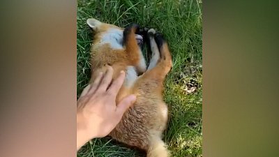 Мех и смех: попытка побега, нападение динозавра и спящий лис