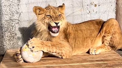 В Челябинском зоопарке отпраздновали день рождения Севера-Алая