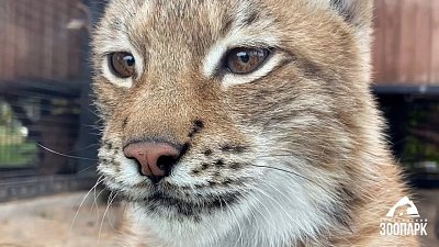 В Челябинском зоопарке показали подросшую рысь Аврору