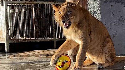 Льву Северу-Алаю в Челябинском зоопарке подарили новый мяч