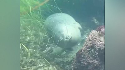 Мех и смех: противная дверь, умиротворение и буйный пес