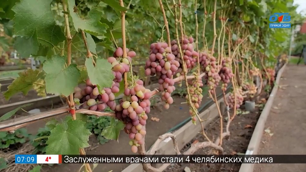 Вещества для спасения урожая винограда в рубрике «Руки садовода»