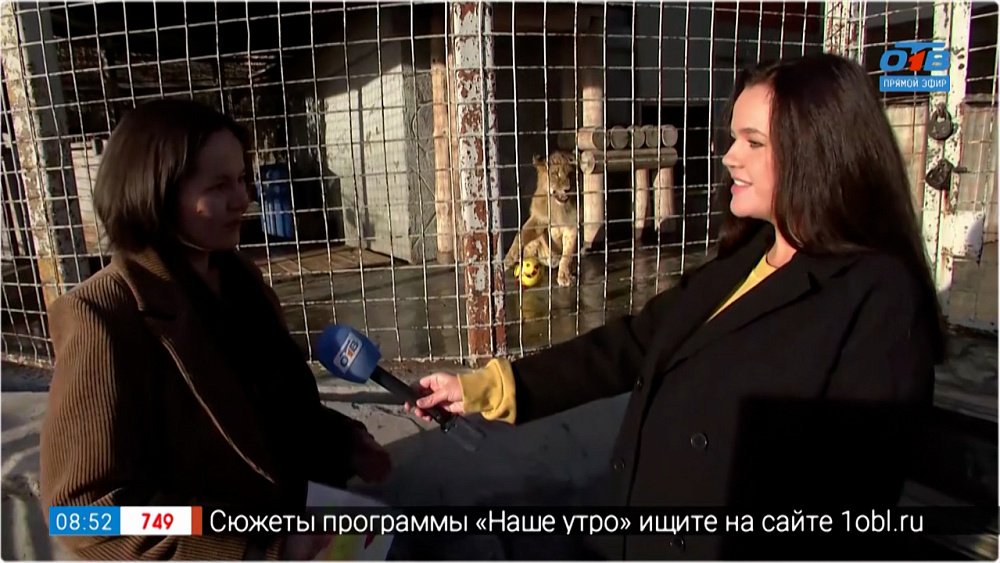 Царю зверей — 1 год! — Прямое включение