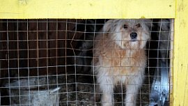 Приюты Челябинской области примут питомцев мобилизованных Приюты Челябинской области примут питомцев мобилизованных