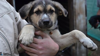 Питомцев мобилизованных челябинцев готовы бесплатно содержать приюты региона