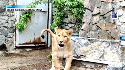 Львенок Сева из зоопарка отметил день рождения
