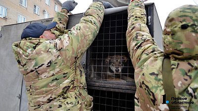 В Челябинске отловом бездомных животных займется компания «Наш дом»