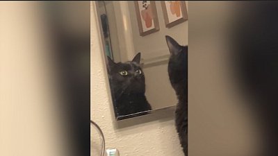 Мех и смех: недовольный взгляд, странная встреча и спортивный пес