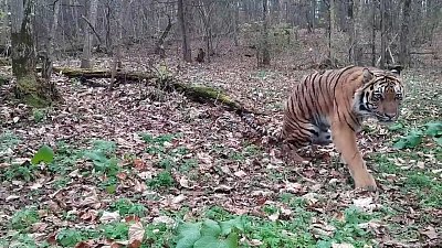 Тигры Жорик и Гектор передали привет из Хабаровского края