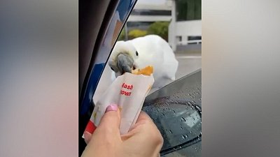 Мех и смех: попрошайки, плохая музыка и тонущий кот