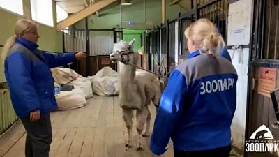 В Челябинском зоопарке подпили зубы Еремею