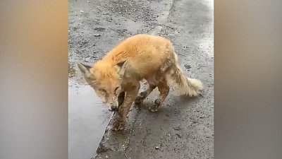 В Сатке заметили бродящего облезлого лисенка