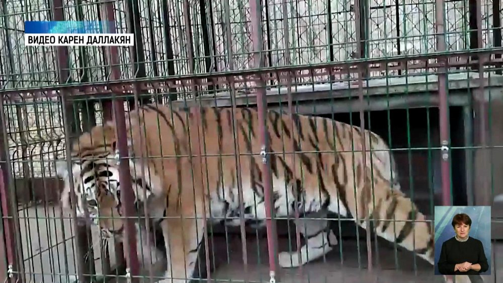Карен Даллакян проведал тигра Гектора
