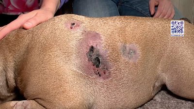 В Челябинске алабай растерзал несколько собак