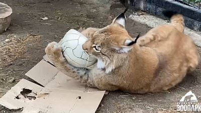 Питомцам Челябинского зоопарка раздали мячи