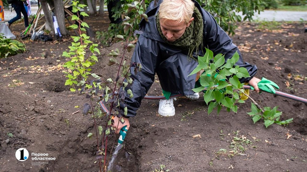 Челябинцам раздадут более восьми тысяч саженцев деревьев