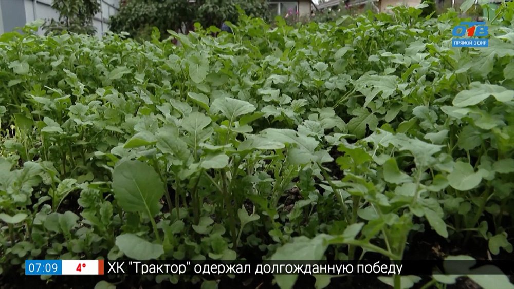 Жизнь была бы нелегка у людей без чеснока! в рубрике «Руки садовода»