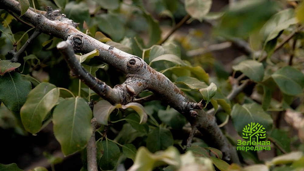 Зеленая передача 13.10.2022