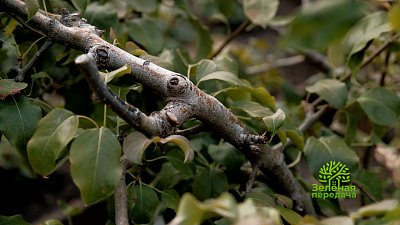 Зеленая передача 13.10.2022