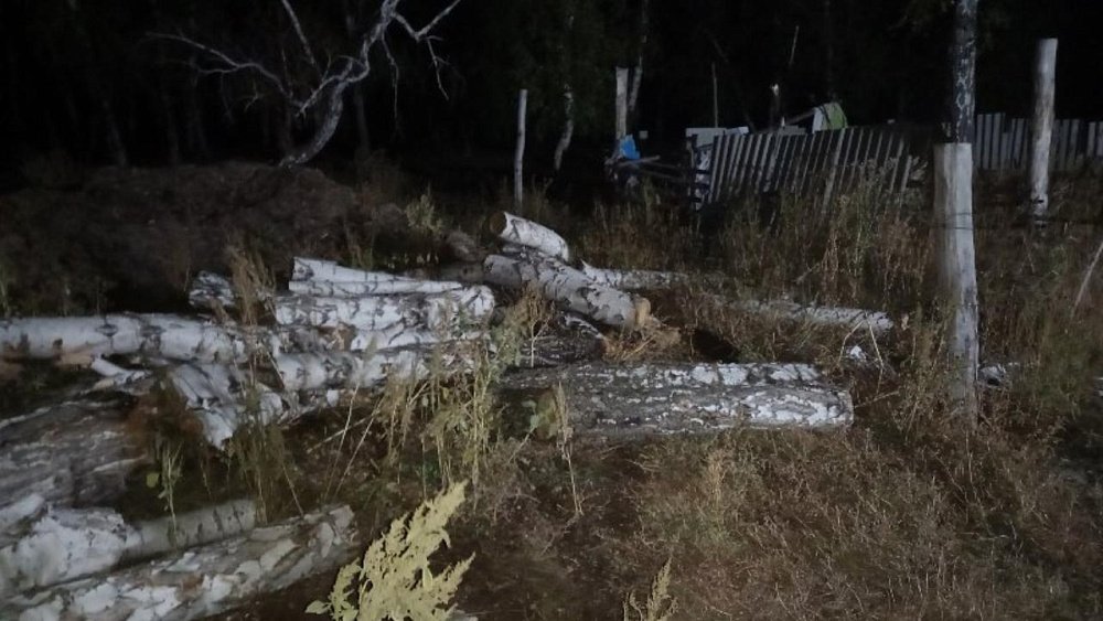 В Челябинской области мужчину задержали за вырубку берез на 130 тысяч рублей