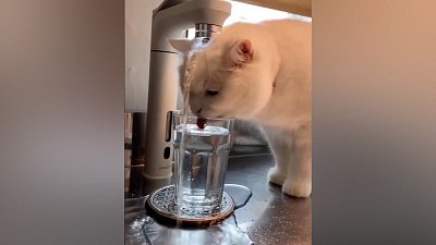 Мех и смех: сильная жажда, странные звуки и расслабление