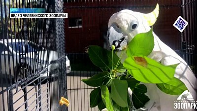 В зоопарке показали расписание на день попугая