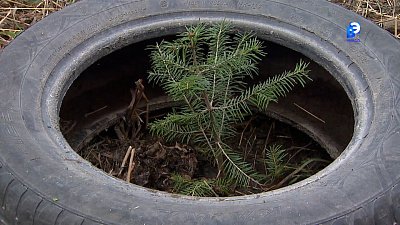 Дворы Миасса украсят зелёные аллеи