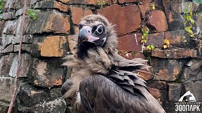 В Челябинском зоопарке показали птенца черного грифа