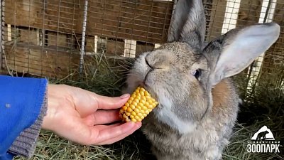 В Челябинском зоопарке кролики угостились кукурузой