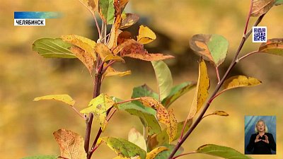 В Челябинске заложили памятную аллею