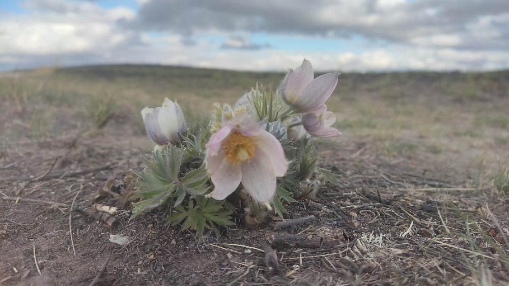 На Аркаиме в середине октября зацвели уральские подснежники