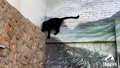 В Челябинском зоопарке показали игры леопарда Ники