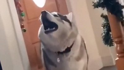 Мех и смех: пропало ухо, танец с травой и певец