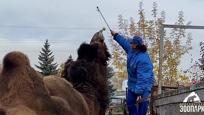 В Челябинском зоопарке порыбачили на верблюдов