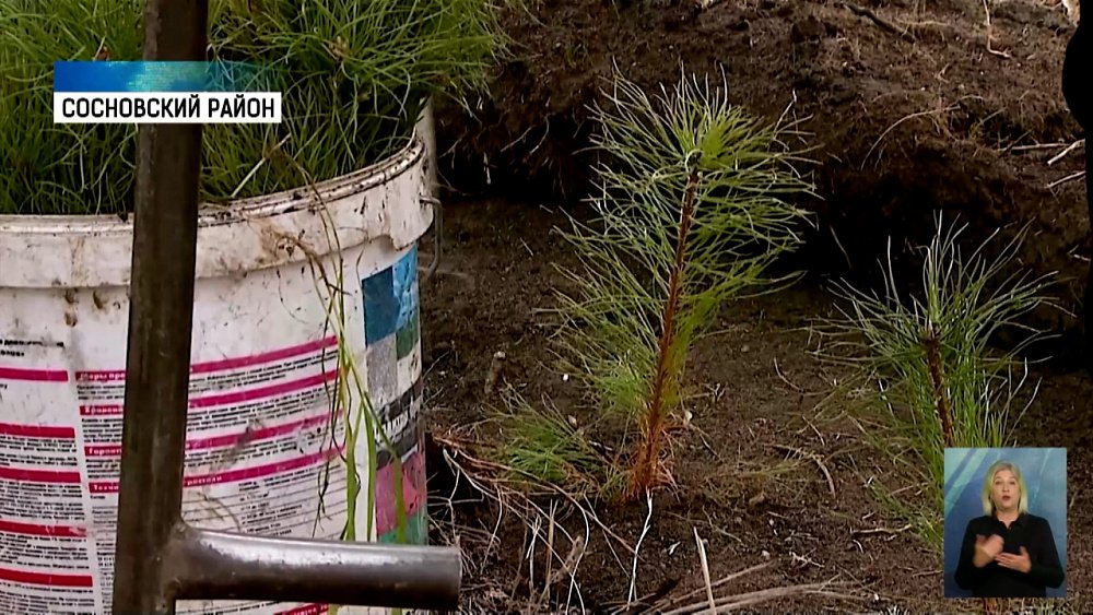 В Кременкульском лесничестве высадили деревья