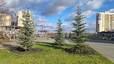 В Челябинске высадили более ста деревьев в сквере на Академика Королева