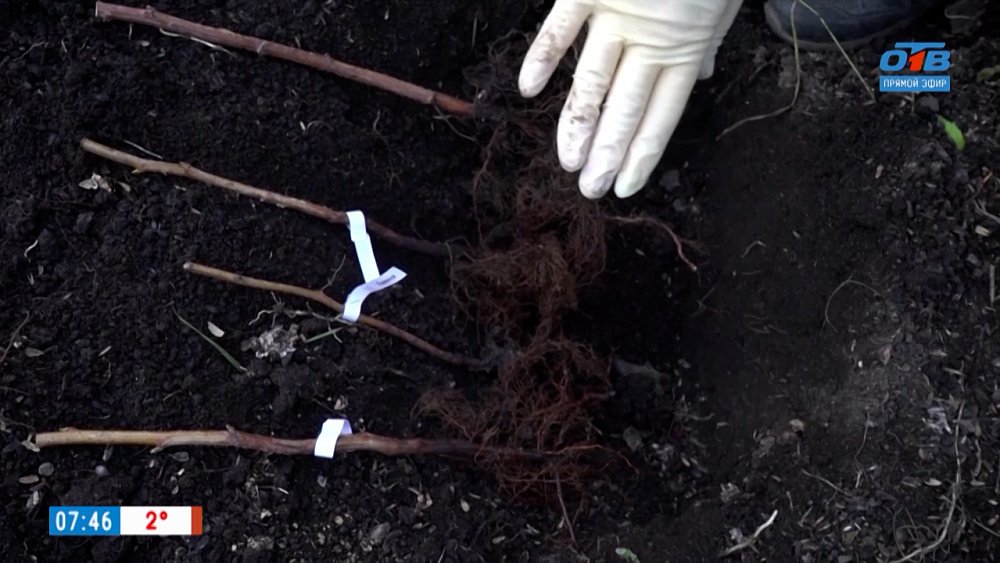 Как сохранить саженцы до весны в рубрике «Руки садовода»