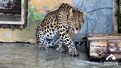 В Челябинском зоопарке показали утренние процедуры леопарда