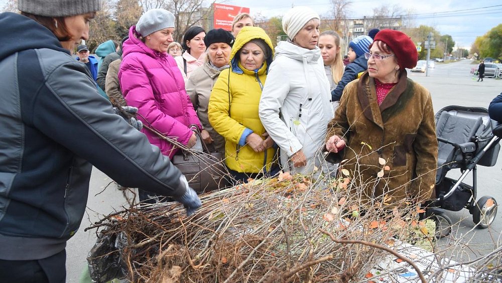 ЧМК раздал челябинцам более 9 тыс. саженцев деревьев