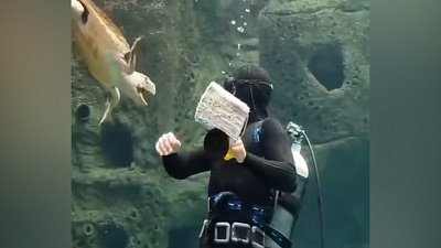 Мех и смех: дом с сюрпризом, отражение и внезапный укус