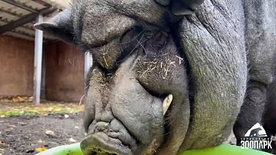 В Челябинском зоопарке рассказали о сильных сторонах вислобрюхого свина