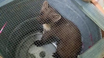 В Магнитогорске куница проникла в детский сад