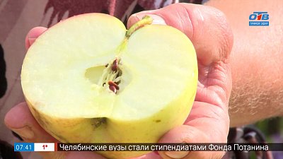 Сорта позднеосенних яблок в рубрике «Руки садовода»